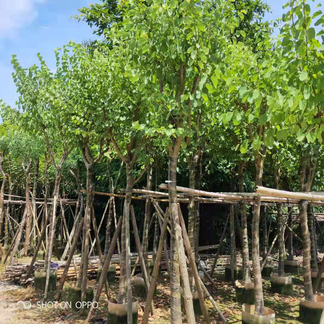 宮粉紫荊圖片/宮粉紫荊樣板圖 (2)