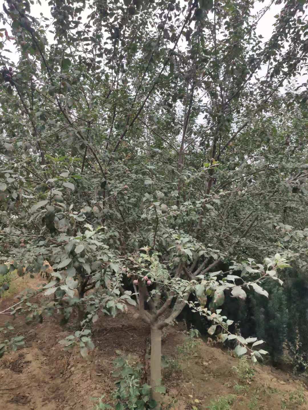 高原之火海棠圖片/高原之火海棠樣板圖 (3)