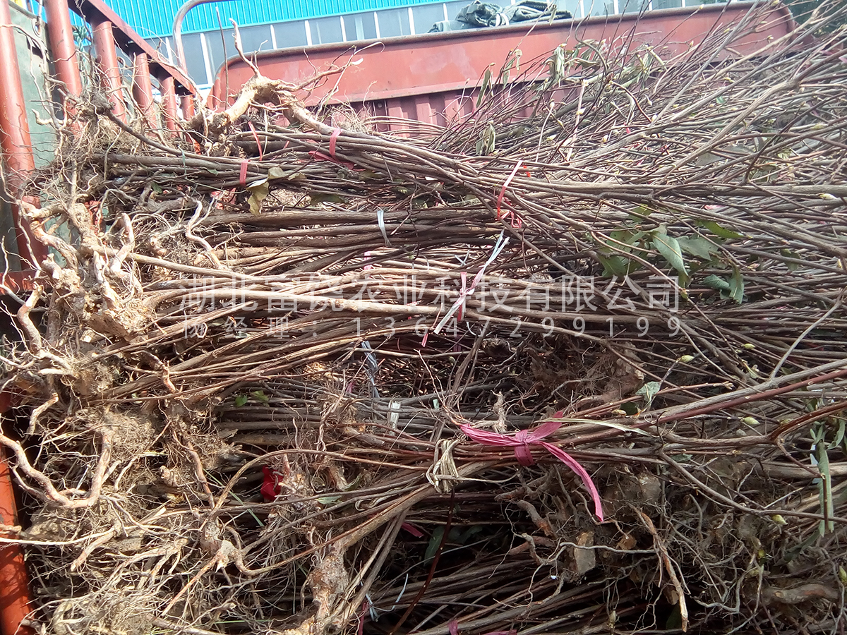 黃杜鵑鬧羊花羊躑躅野生苗圖片/黃杜鵑鬧羊花羊躑躅野生苗樣板圖 (4)