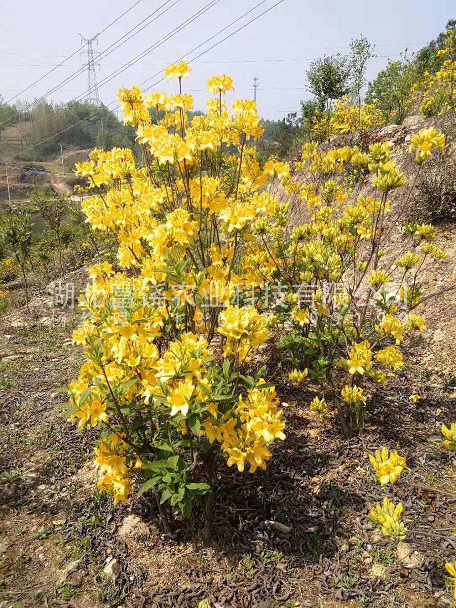 黃杜鵑鬧羊花羊躑躅5年馴化苗圖片/黃杜鵑鬧羊花羊躑躅5年馴化苗樣板圖 (1)