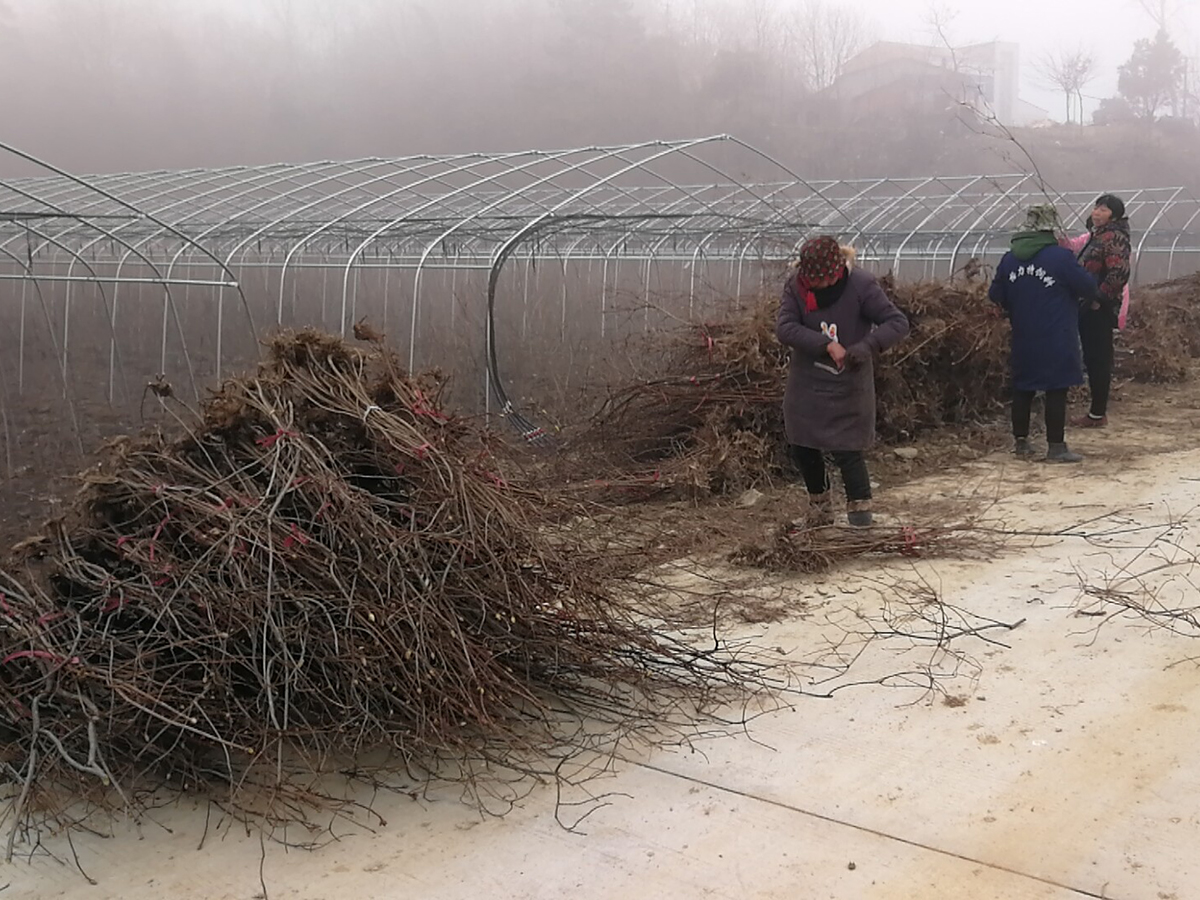 黃杜鵑鬧羊花羊躑躅野生苗圖片/黃杜鵑鬧羊花羊躑躅野生苗樣板圖 (3)