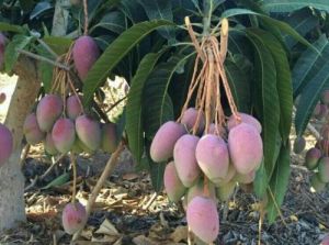 芒果苗价格、批发、种植基地【灵山县武利镇万锋果苗种植场】