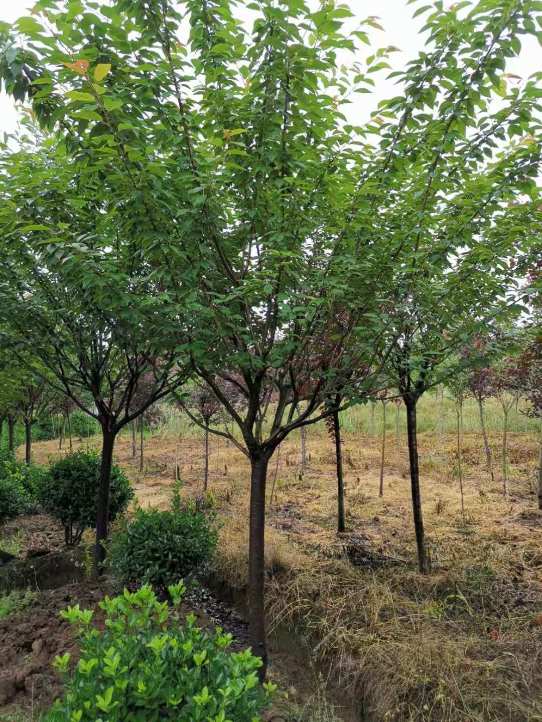 櫻花樹圖片/櫻花樹樣板圖 (2)