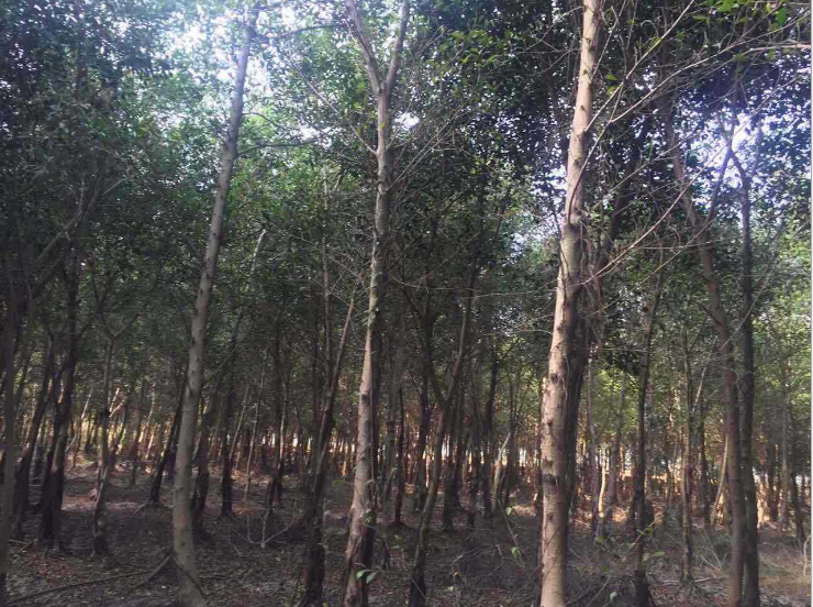 小葉榕樹圖片/小葉榕樹樣板圖 (2)