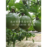 百香果苗圖片/百香果苗樣板圖 (3)