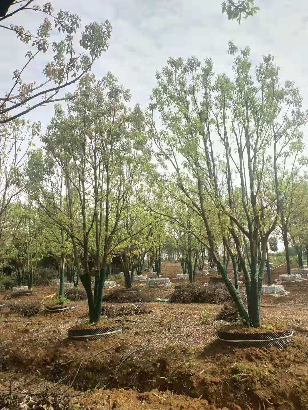 叢生香樟出售圖片