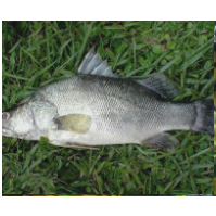 廣東湛江金目爾魚養(yǎng)殖基地-【忠海潤(rùn)海水魚苗養(yǎng)殖】