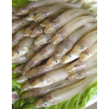 廣東湛江沙尖魚養(yǎng)殖基地圖片/廣東湛江沙尖魚養(yǎng)殖基地樣板圖 (1)