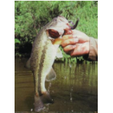 湛江金目爾魚養(yǎng)殖基地圖片/湛江金目爾魚養(yǎng)殖基地樣板圖 (2)