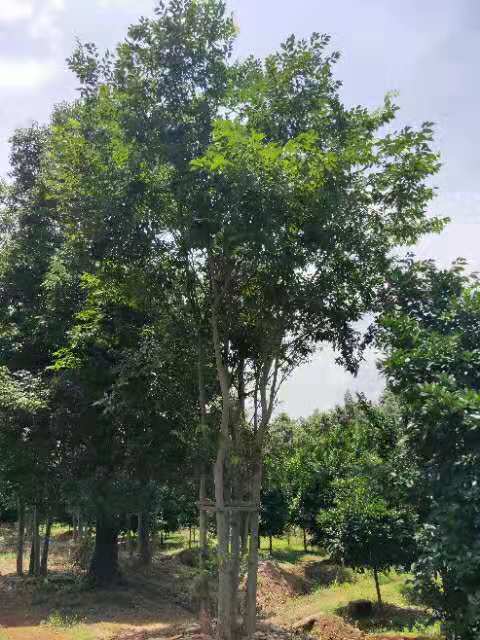 叢生樸樹種植基地圖片