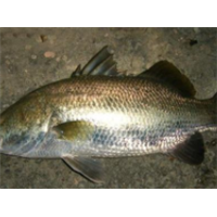 湛江金目爾魚養(yǎng)殖基地圖片/湛江金目爾魚養(yǎng)殖基地樣板圖 (4)