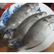 廣東湛江泥猛魚養(yǎng)殖基地圖片/廣東湛江泥猛魚養(yǎng)殖基地樣板圖 (2)