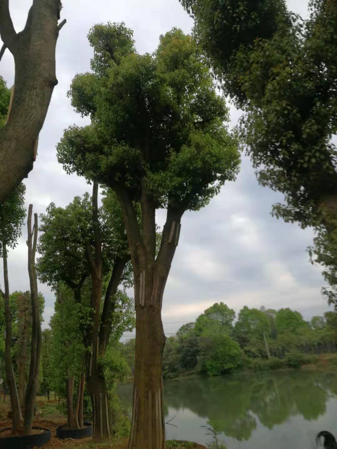 骨架香樟出售圖片