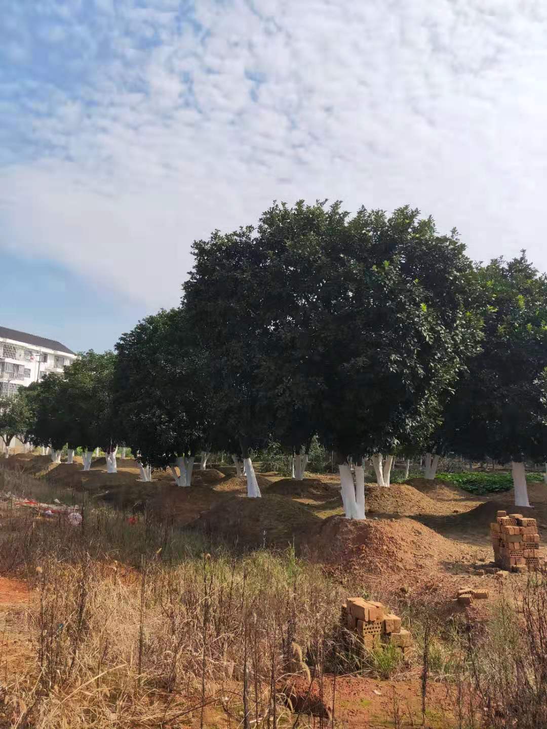 香泡樹(shù)出售圖片/香泡樹(shù)出售樣板圖 (3)