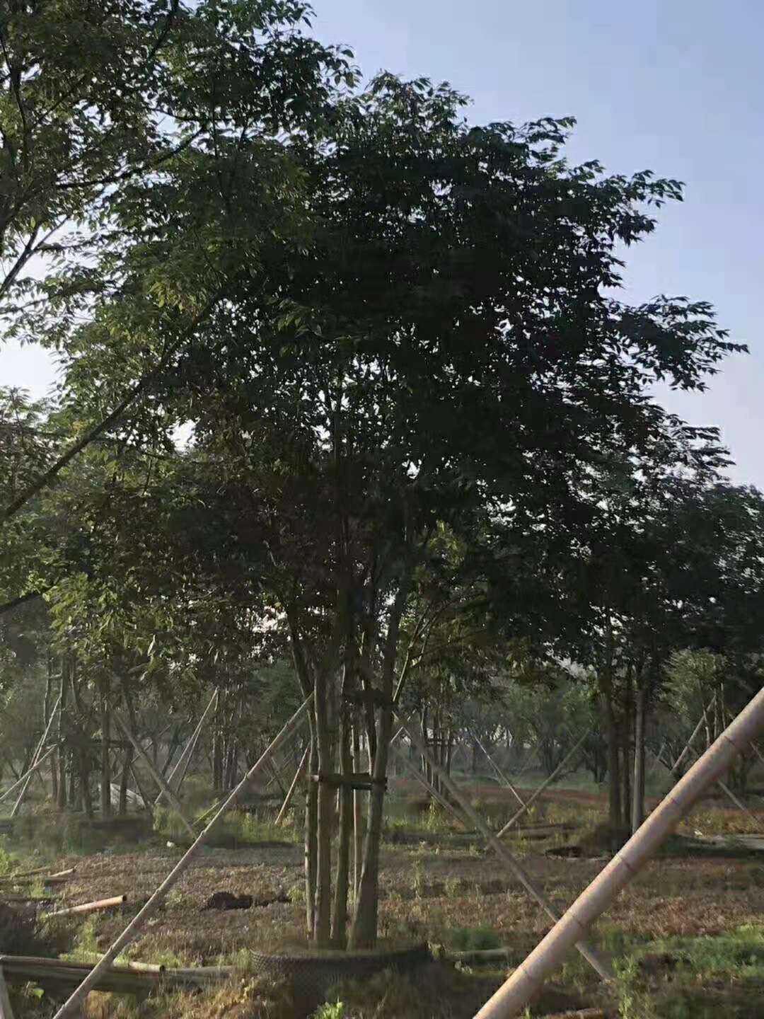 樸樹圖片/樸樹樣板圖 (2)