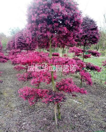 四川成都红花继木种植基地-【成都华成园艺场】图片