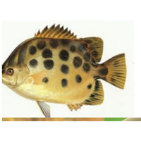 湛江金古魚養(yǎng)殖基地圖片/湛江金古魚養(yǎng)殖基地樣板圖 (2)