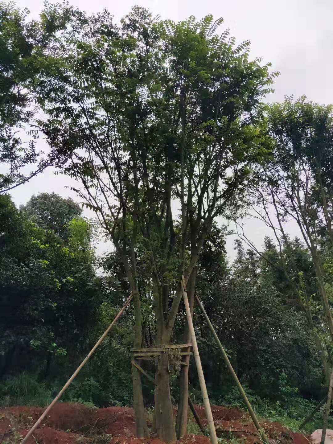 樸樹圖片/樸樹樣板圖 (4)