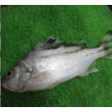 湛江平頭臘養(yǎng)殖基地-【忠海潤海水魚苗養(yǎng)殖】