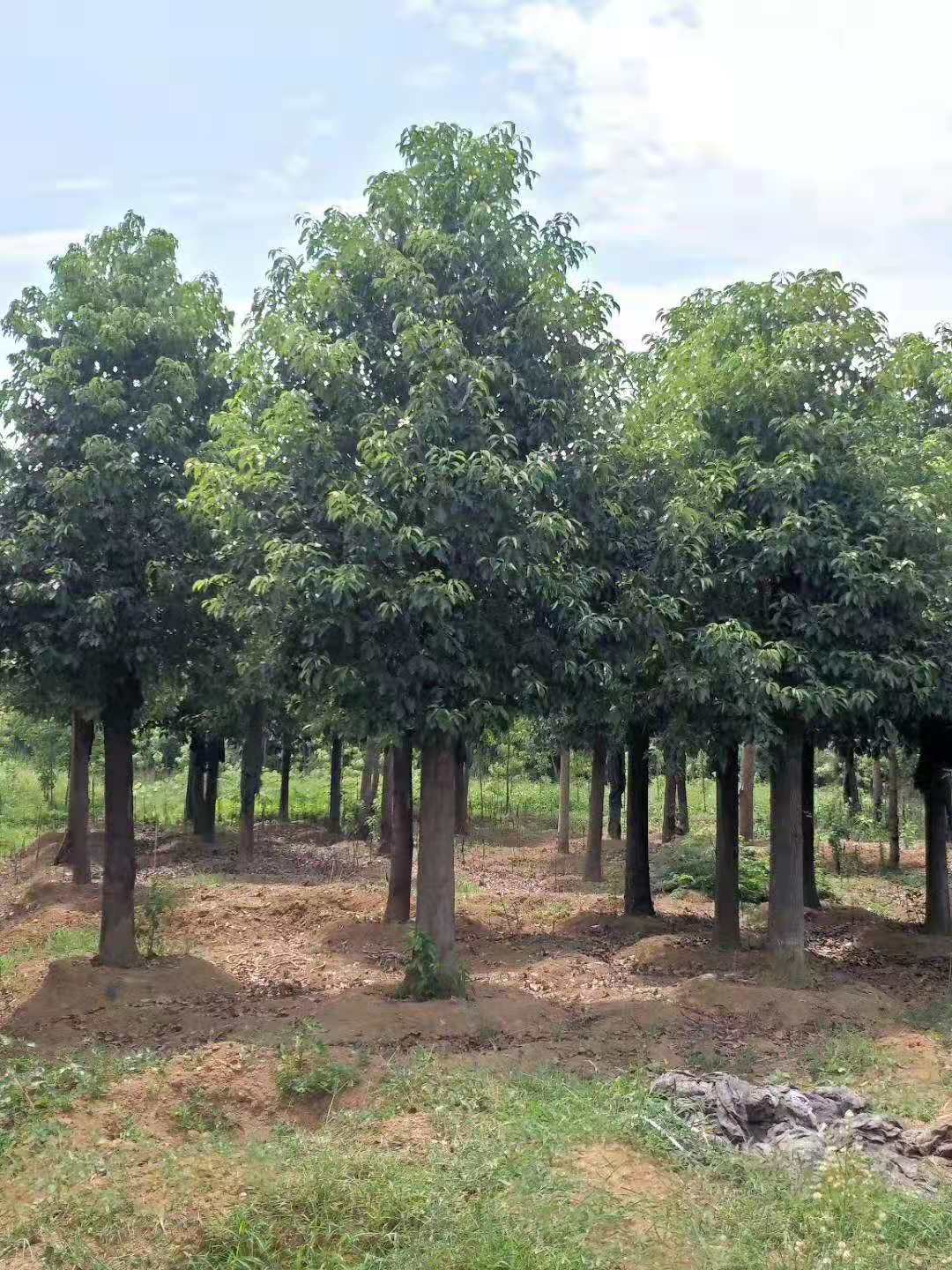 截桿香樟圖片/截桿香樟樣板圖 (2)