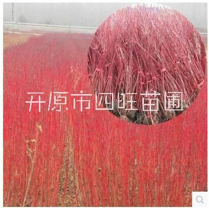 紅瑞木 涼子木 紅梗木圖片/紅瑞木 涼子木 紅梗木樣板圖 (4)