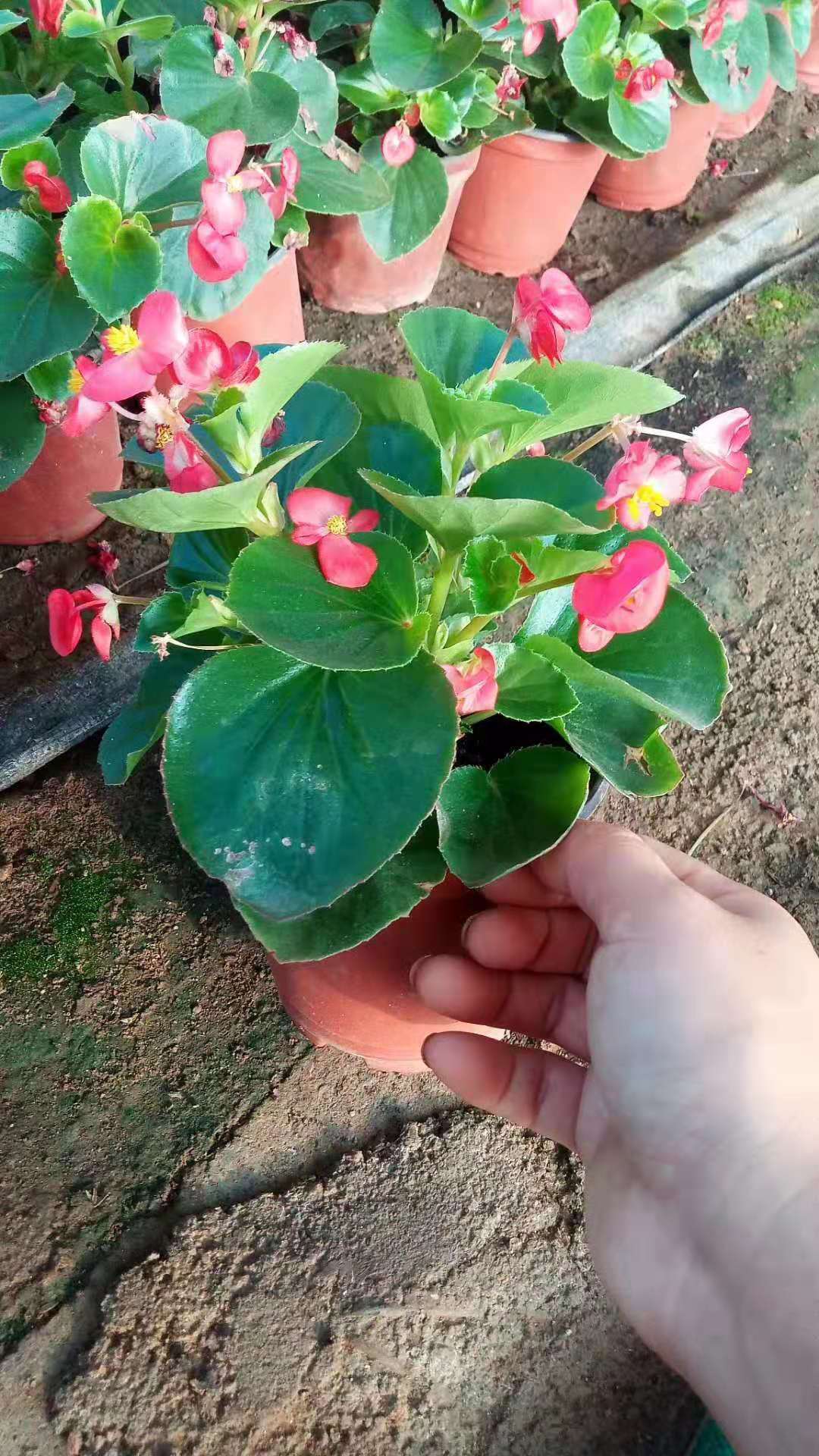 山東青州四季海棠種植基地/批發(fā)價(jià)格