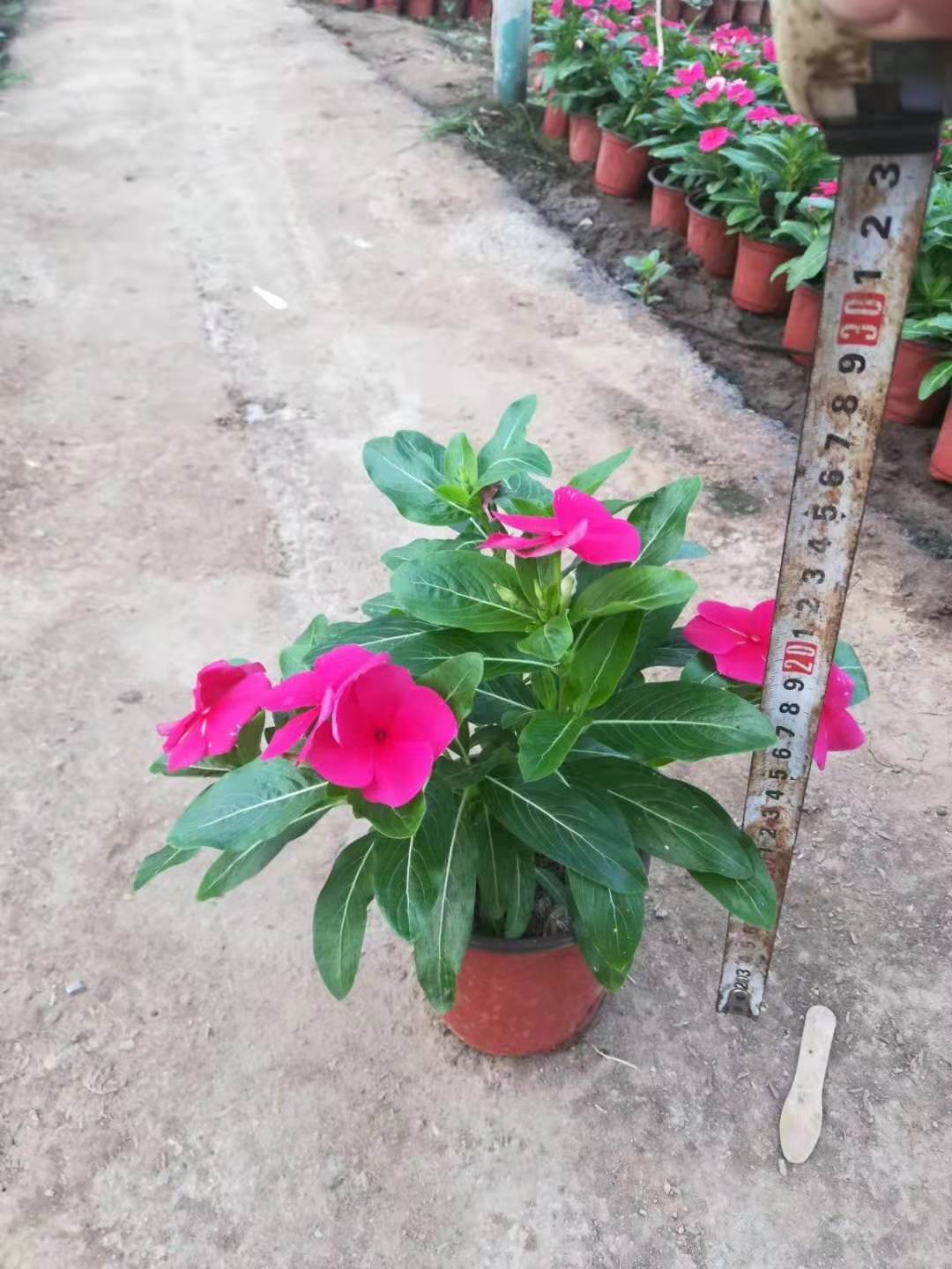 長春花圖片/長春花樣板圖 (3)