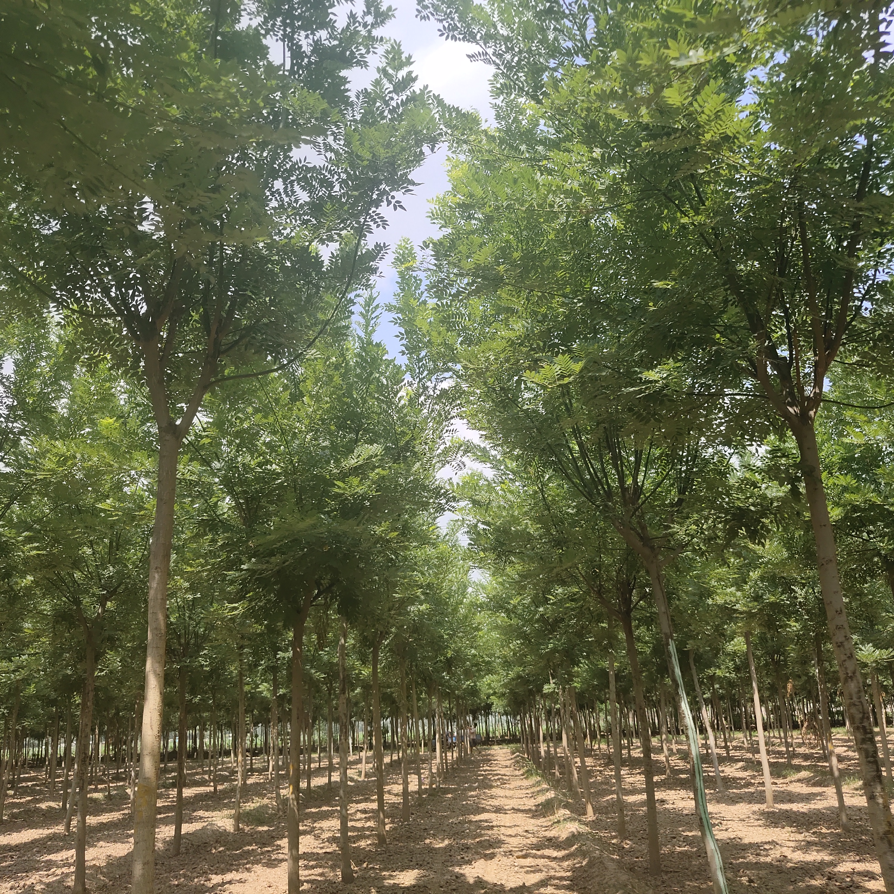 3公分國槐圖片/3公分國槐樣板圖 (2)