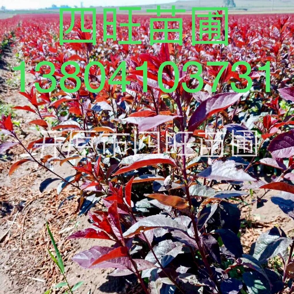 紫葉矮櫻圖片/紫葉矮櫻樣板圖 (4)