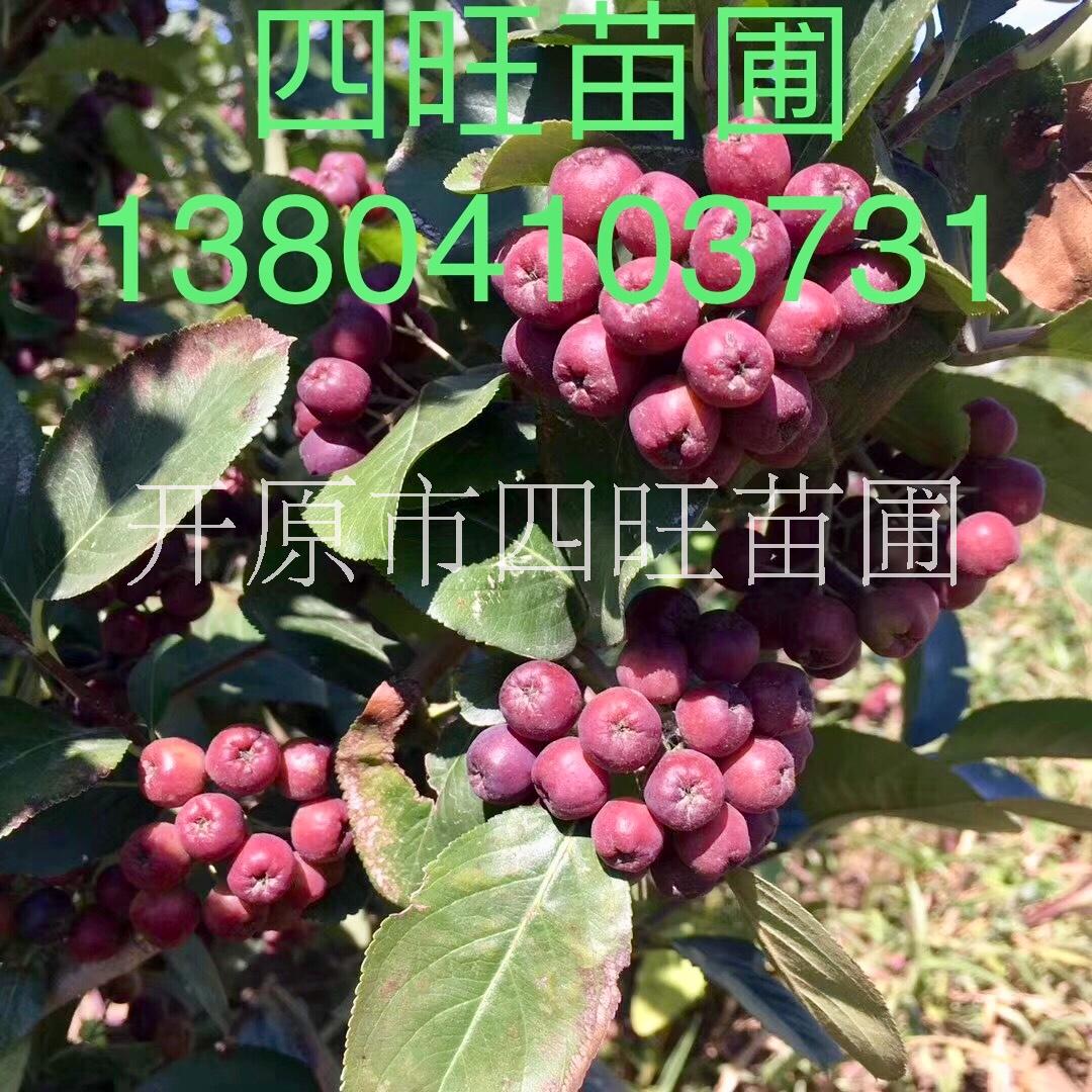 東北遼寧供應(yīng) 不老莓 容器苗扦插小苗果 *惠