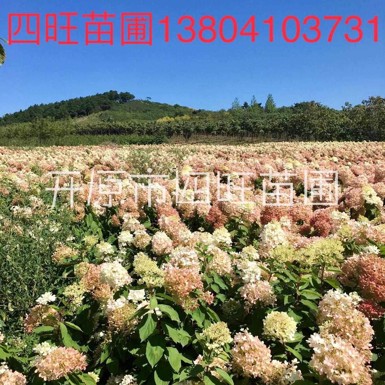 辽宁供应云南山东 木绣球花 大花水桠木 扦插小苗价格合理量大优惠图片