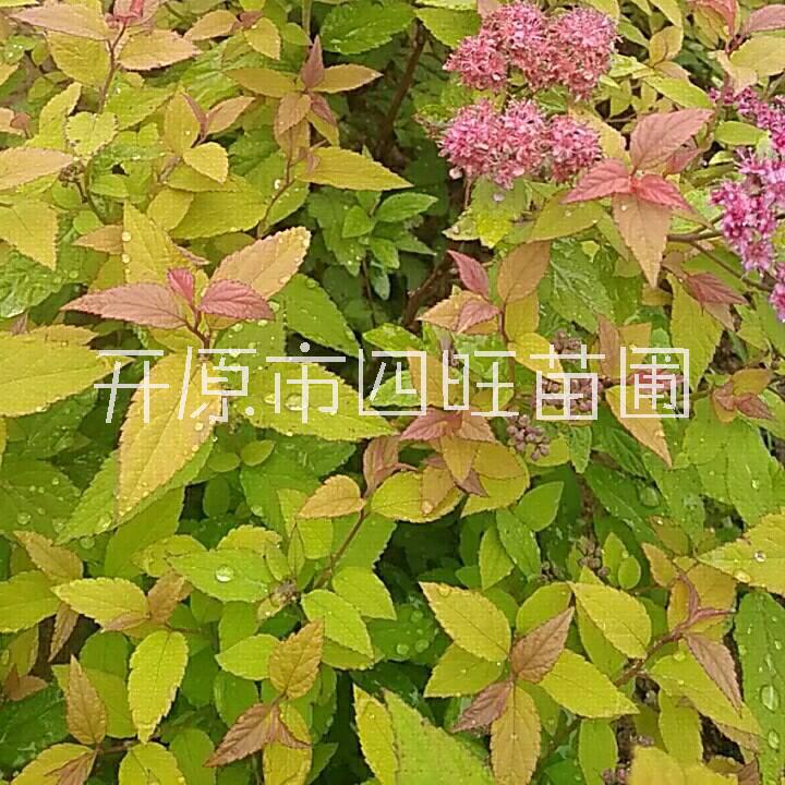 珍珠繡線菊圖片/珍珠繡線菊樣板圖 (3)