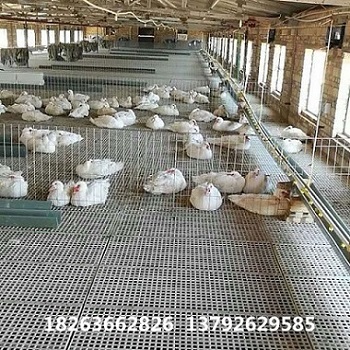 漏糞地板圖片/漏糞地板樣板圖 (4)