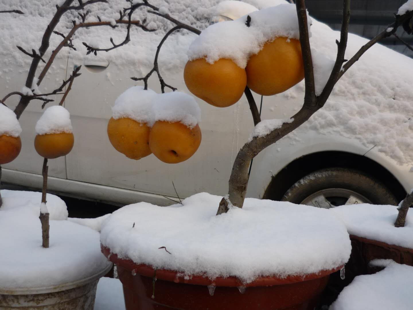 梨树盆景价格梨树盆景价格、报价、批发【淄博临淄冰山雪梨种植专业合作社】