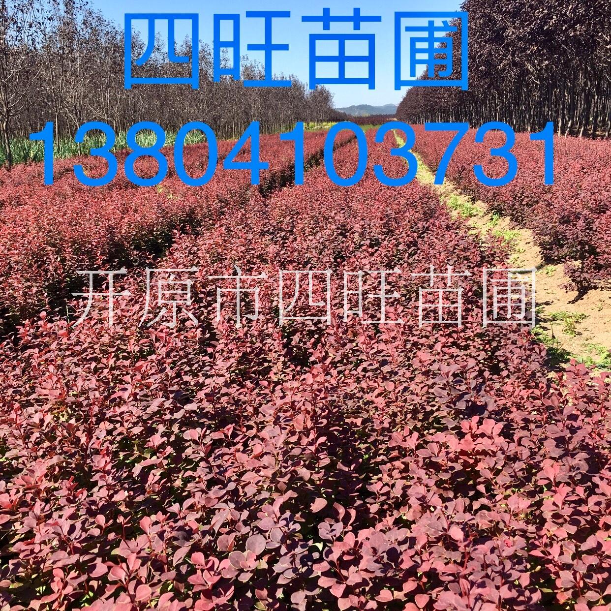 紫葉小檗圖片/紫葉小檗樣板圖 (2)