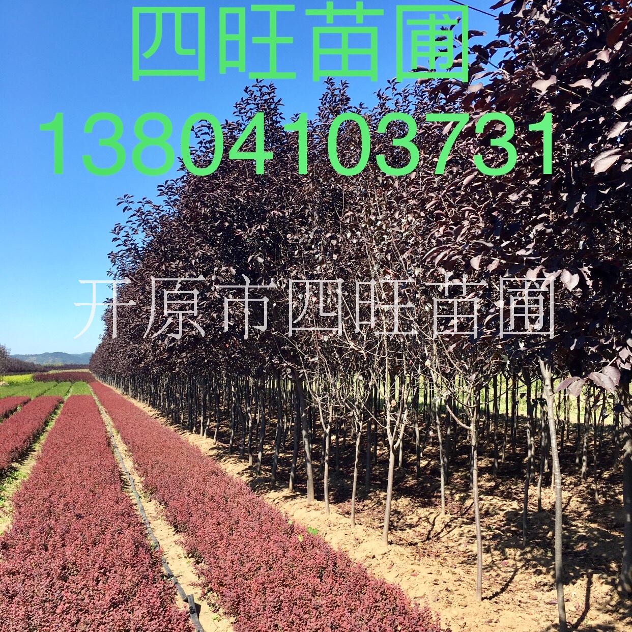 紫葉稠李圖片/紫葉稠李樣板圖 (2)