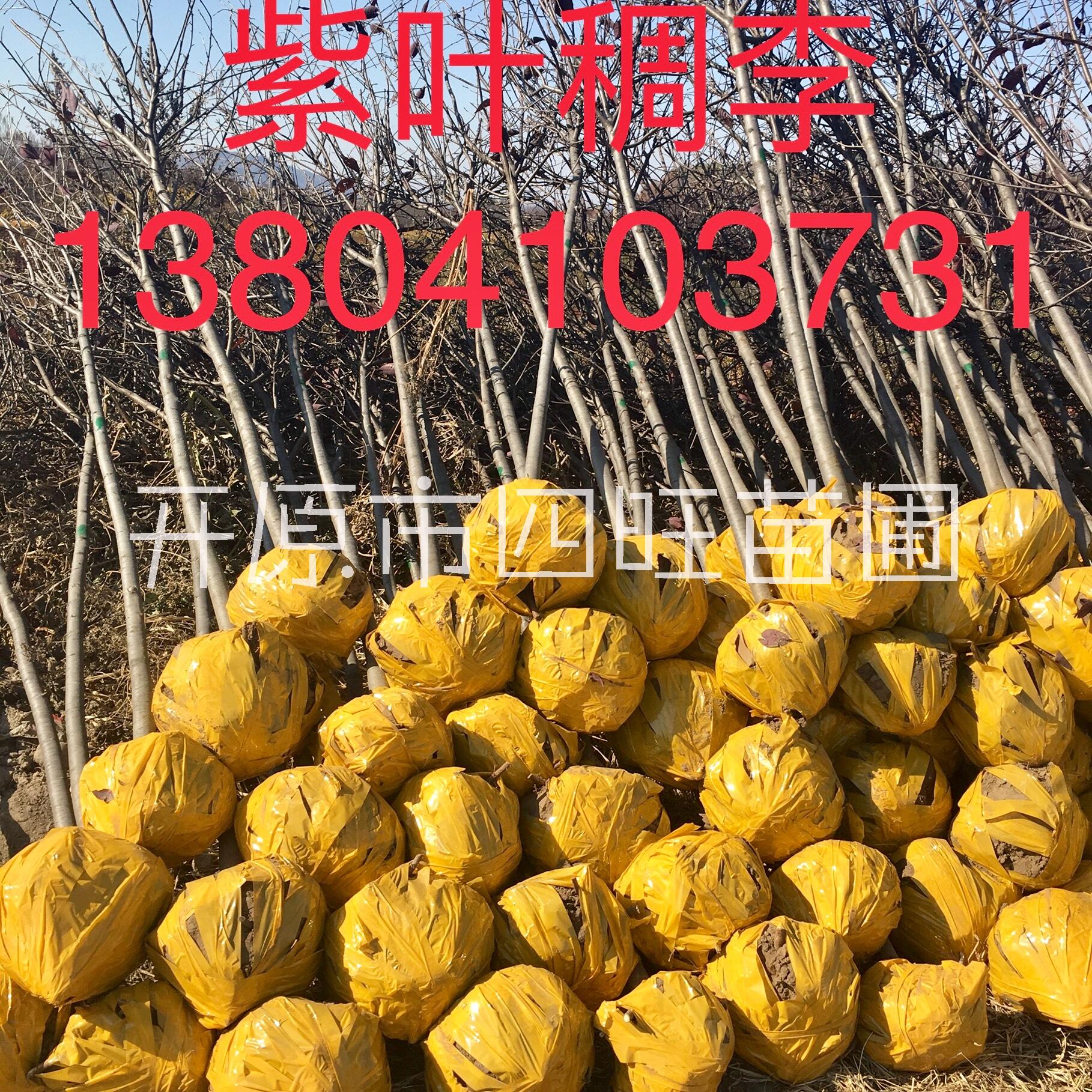 紫葉稠李圖片/紫葉稠李樣板圖 (4)