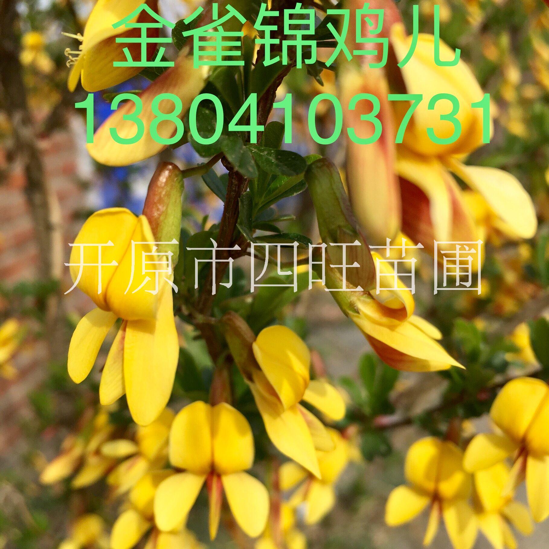 東北遼寧供應(yīng)耐寒叢生 金雀錦雞兒 綠籬苗 *惠