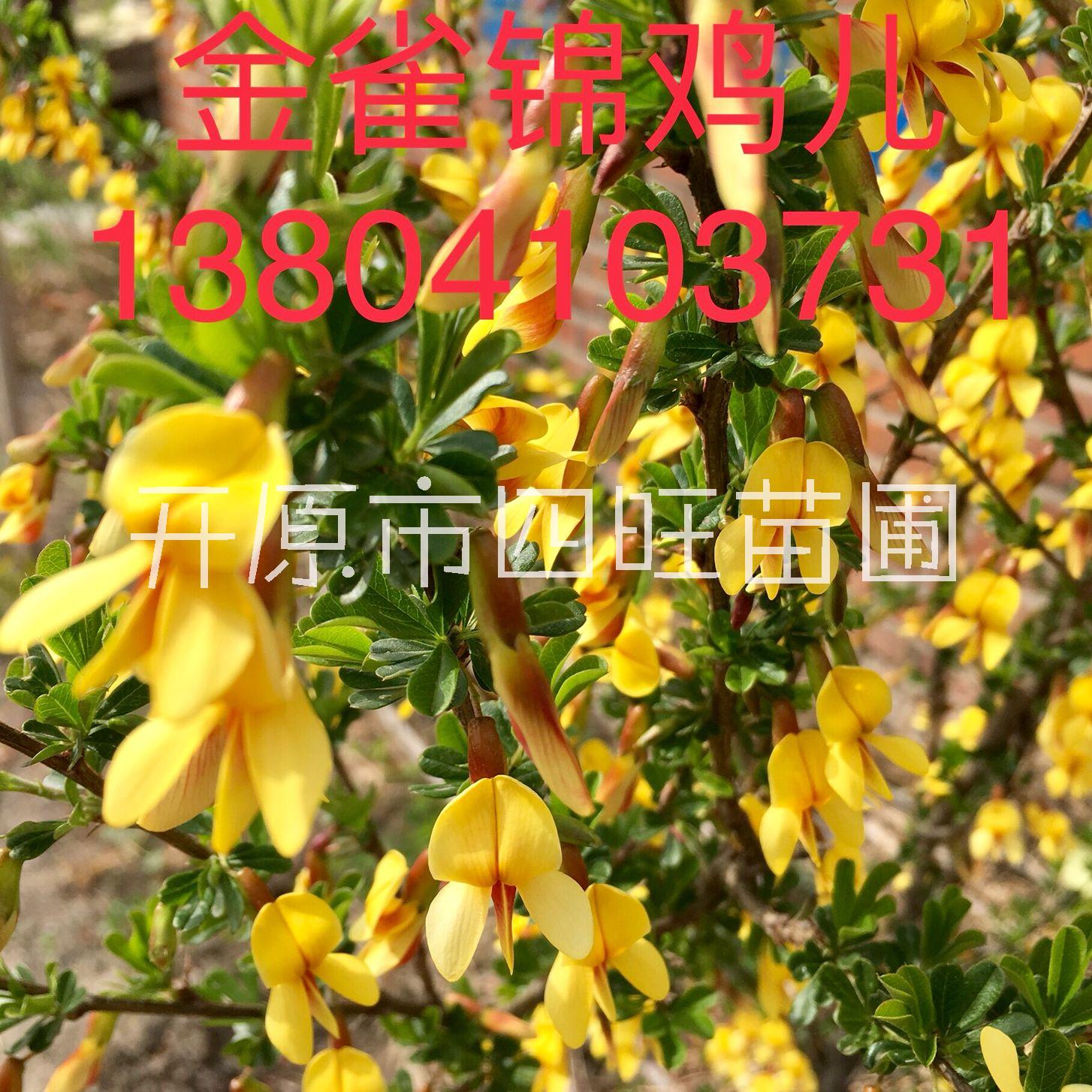 金雀錦雞兒圖片/金雀錦雞兒樣板圖 (4)