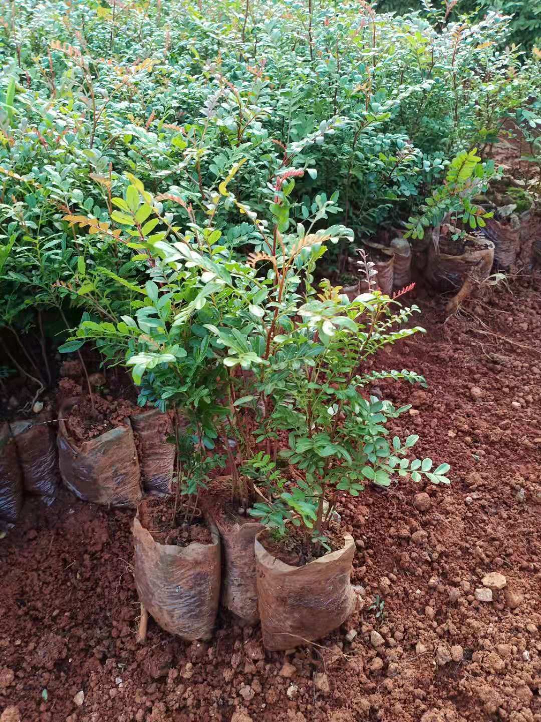 清香木苗種植基地。清香木苗價格批發(fā)?；纳骄G化清香木，