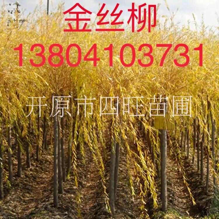 金枝柳圖片/金枝柳樣板圖 (1)