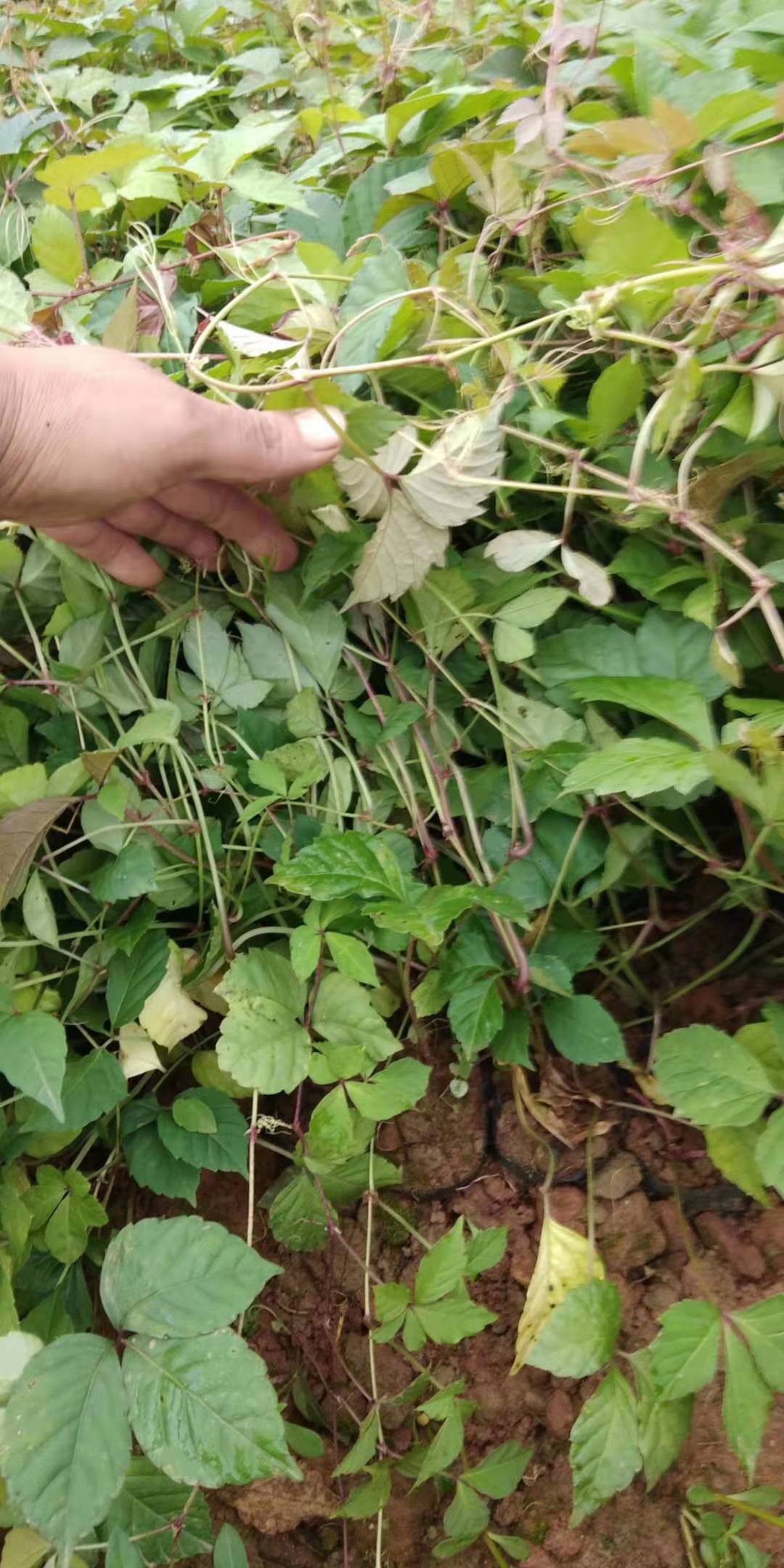 爬山虎小杯苗  云南 爬山虎小杯苗種植基地   云南爬山虎批發(fā)價格