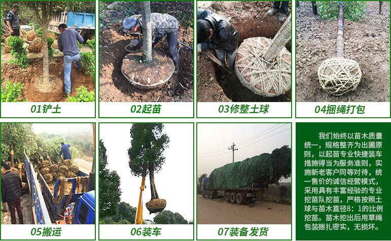 北京欒樹綠化苗木圖片/北京欒樹綠化苗木樣板圖 (2)