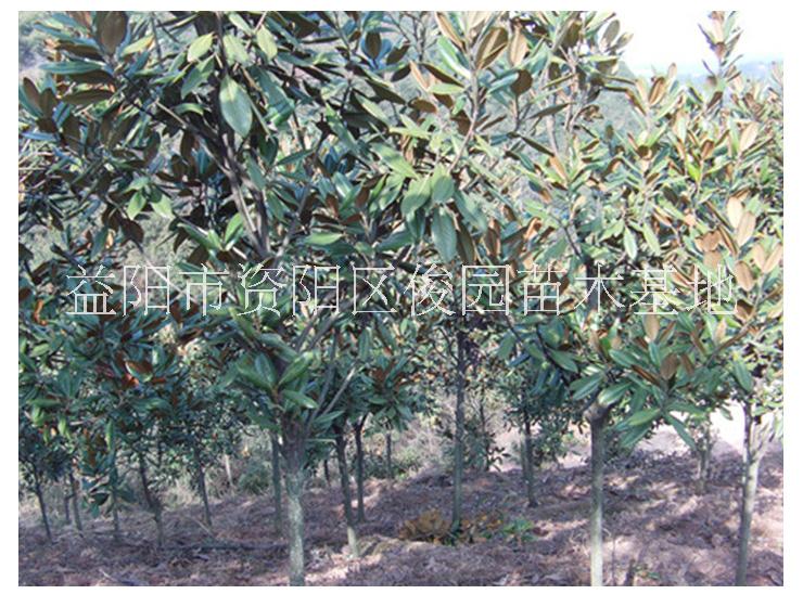 廣玉蘭樹圖片/廣玉蘭樹樣板圖 (4)