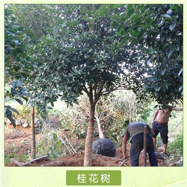 八月桂花樹(shù)苗批發(fā)圖片/八月桂花樹(shù)苗批發(fā)樣板圖 (2)