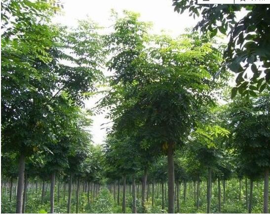 11公分欒樹多少錢圖片/11公分欒樹多少錢樣板圖 (3)