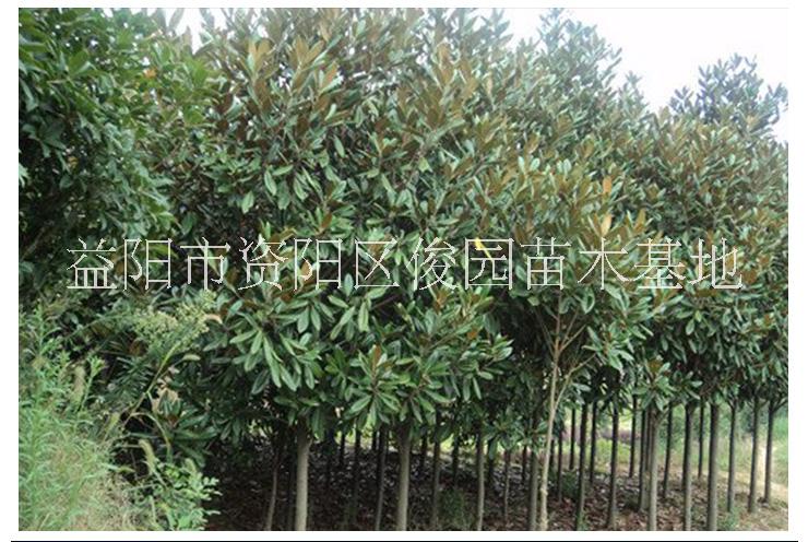 成都大量批發(fā)廣玉蘭，四川批發(fā)廣玉蘭，供應(yīng)廣玉蘭苗