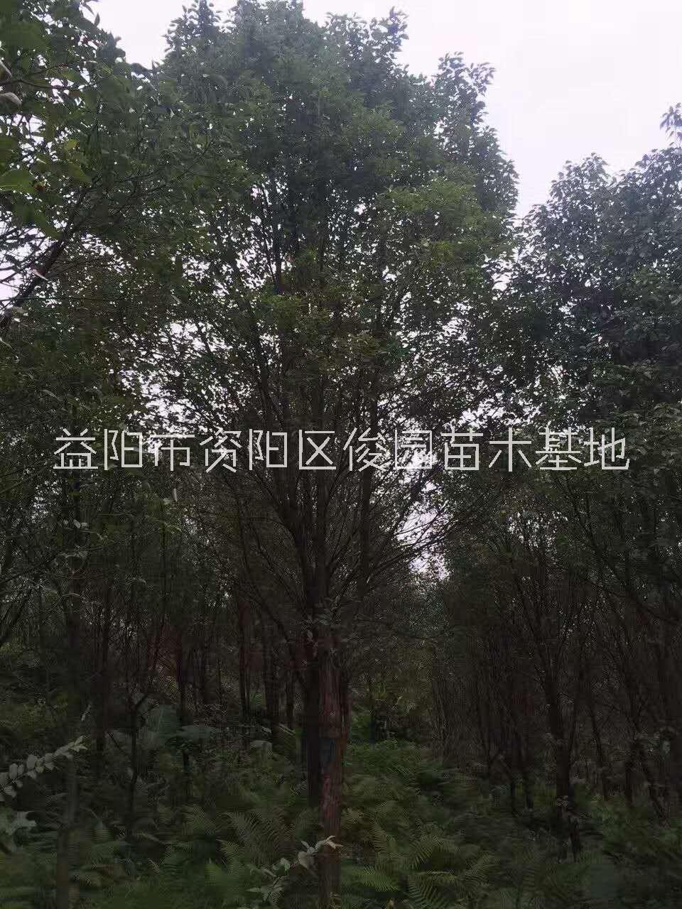 湖南益陽香樟樹苗圖片，供應香樟樹苗批發(fā)，益陽香樟樹苗基地
