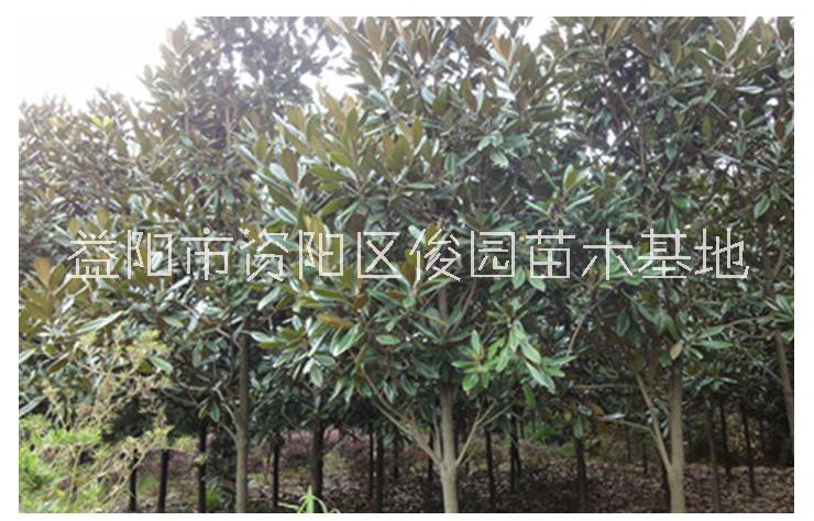 廣玉蘭樹圖片/廣玉蘭樹樣板圖 (4)