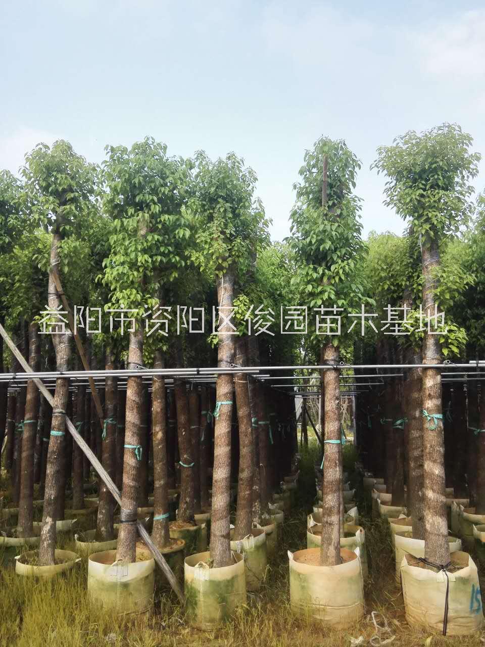 香樟樹圖片/香樟樹樣板圖 (4)